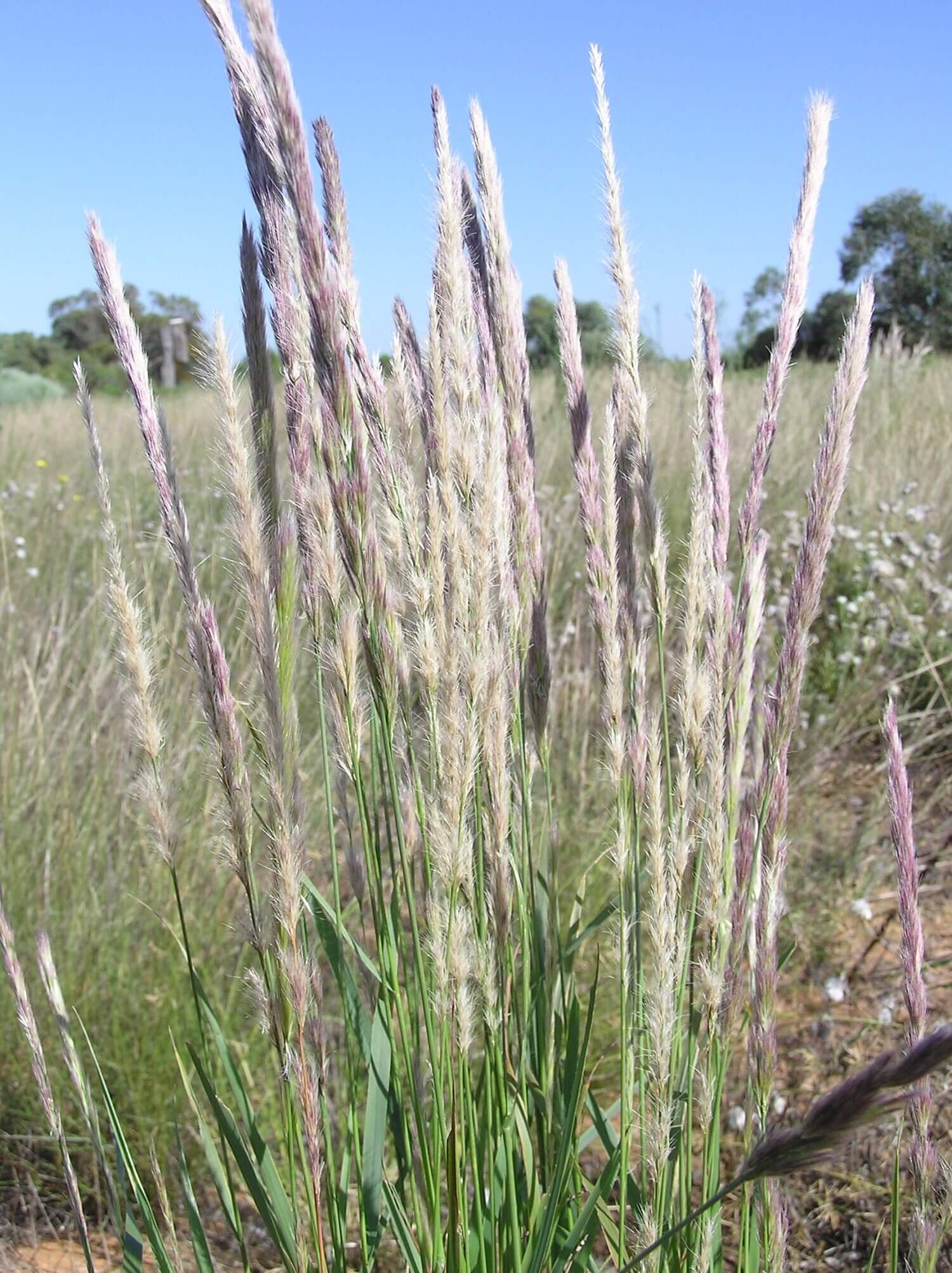 Purple Plume Grass