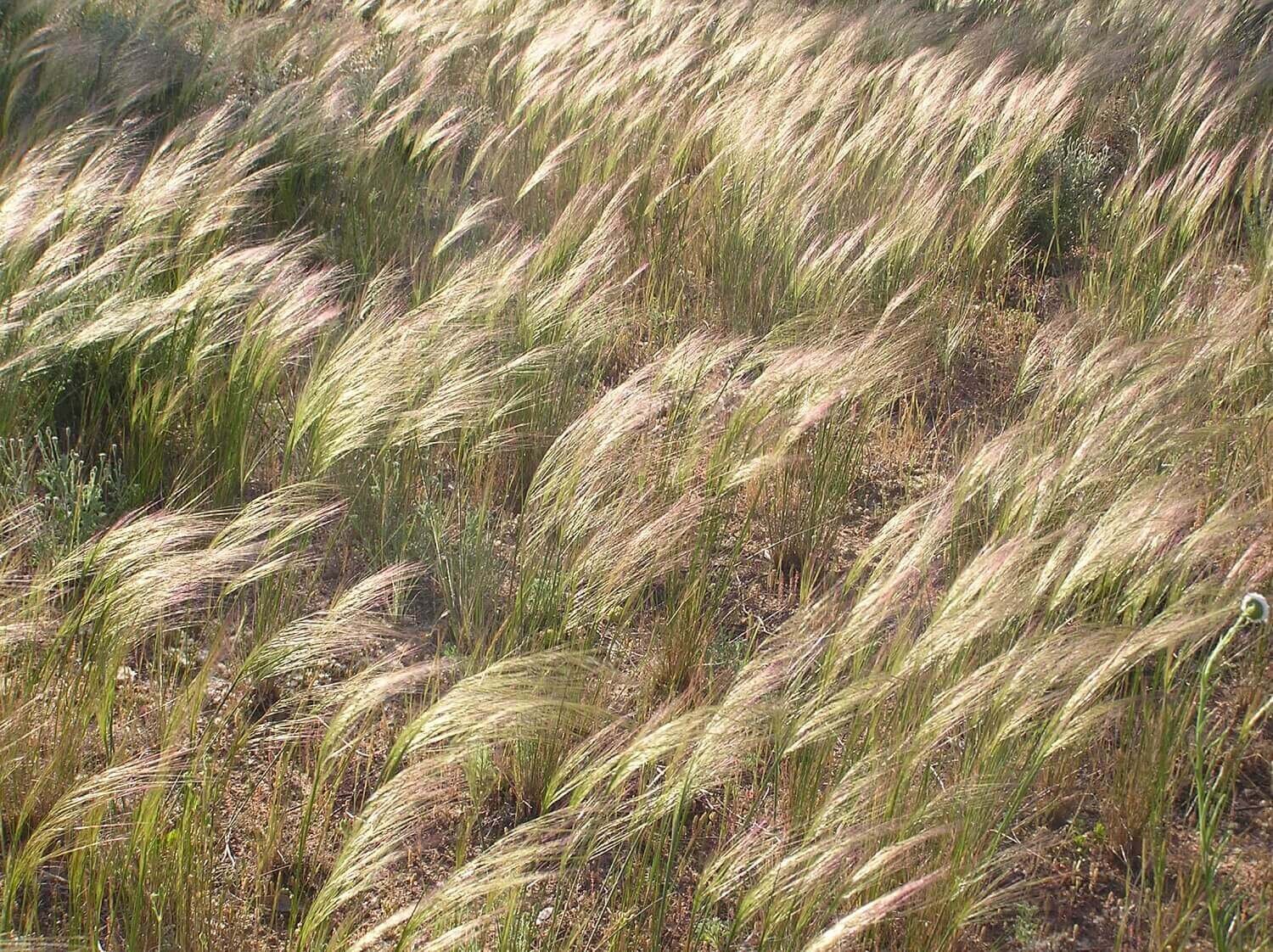 Rough Spear Grass