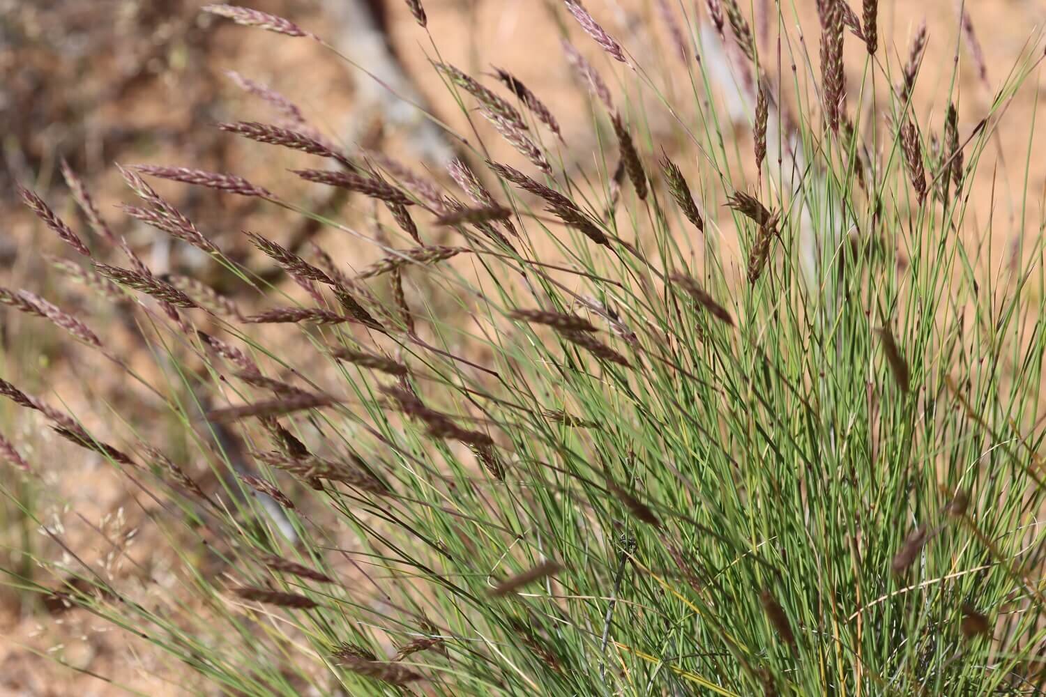 Long Grey-beard Grass