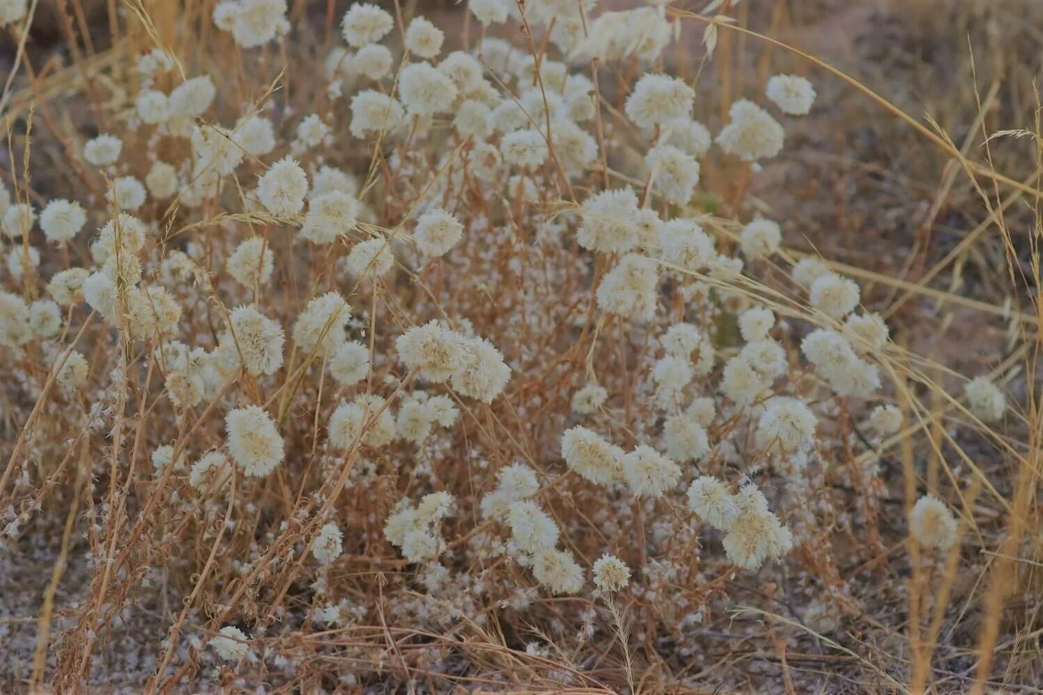 Fields of Poached Egg Daisies — Mallee Conservation