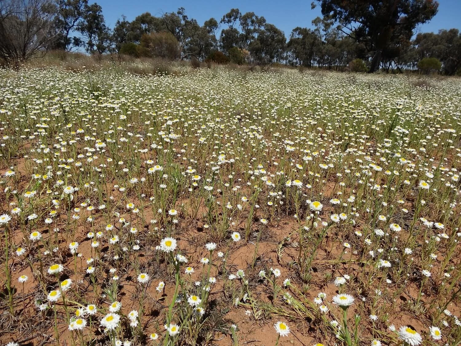 Fields of Poached Egg Daisies — Mallee Conservation