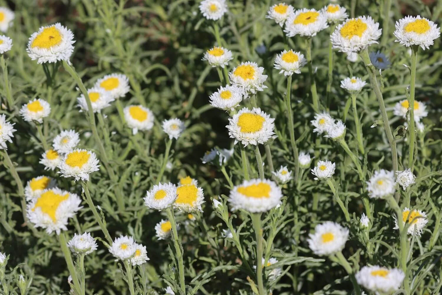Fields of Poached Egg Daisies — Mallee Conservation