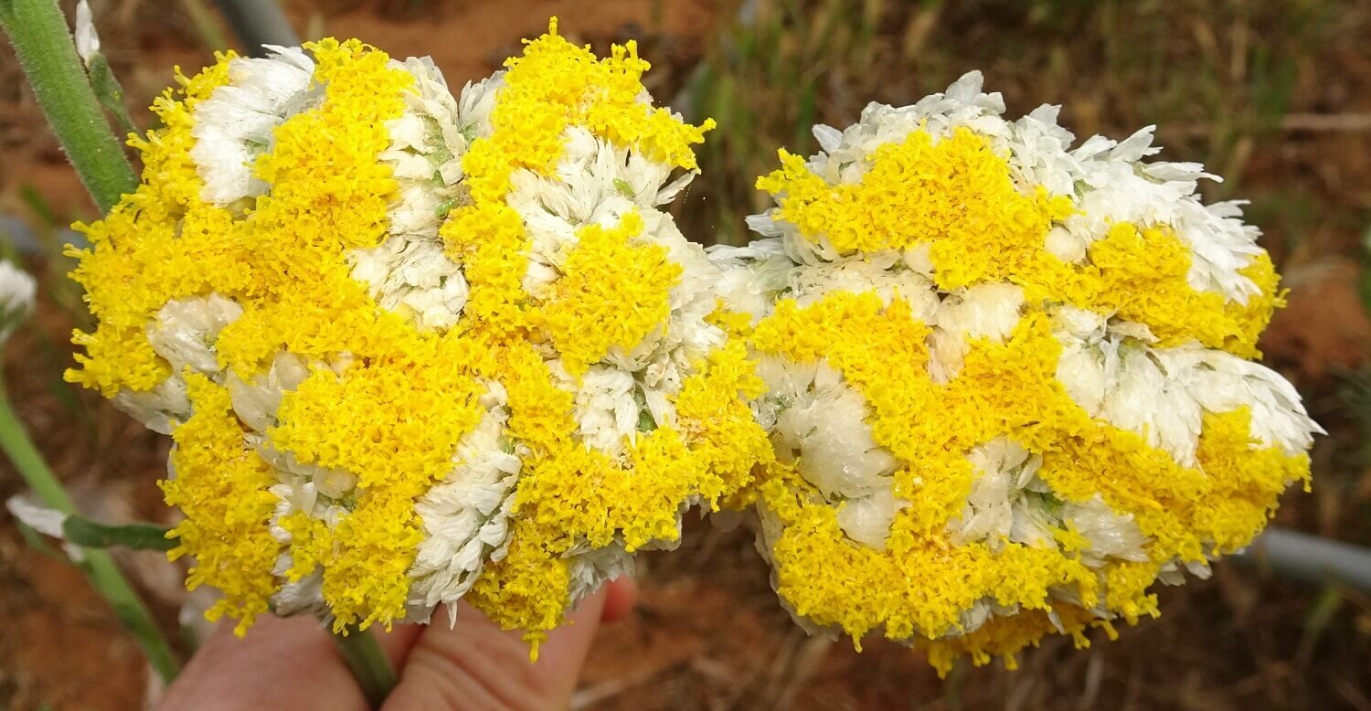 Fields of Poached Egg Daisies — Mallee Conservation