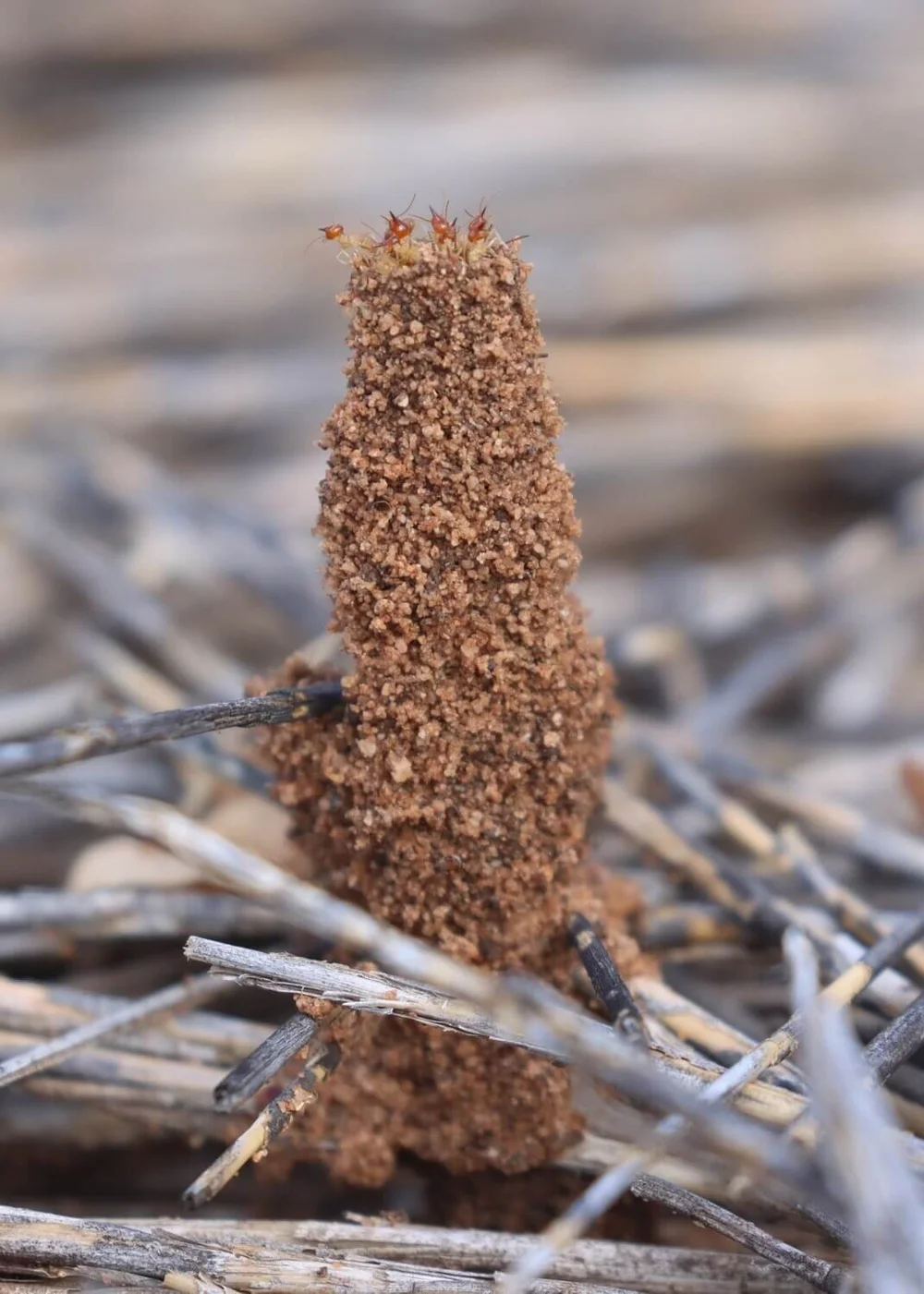 Summer rainfall and termites — Mallee Conservation