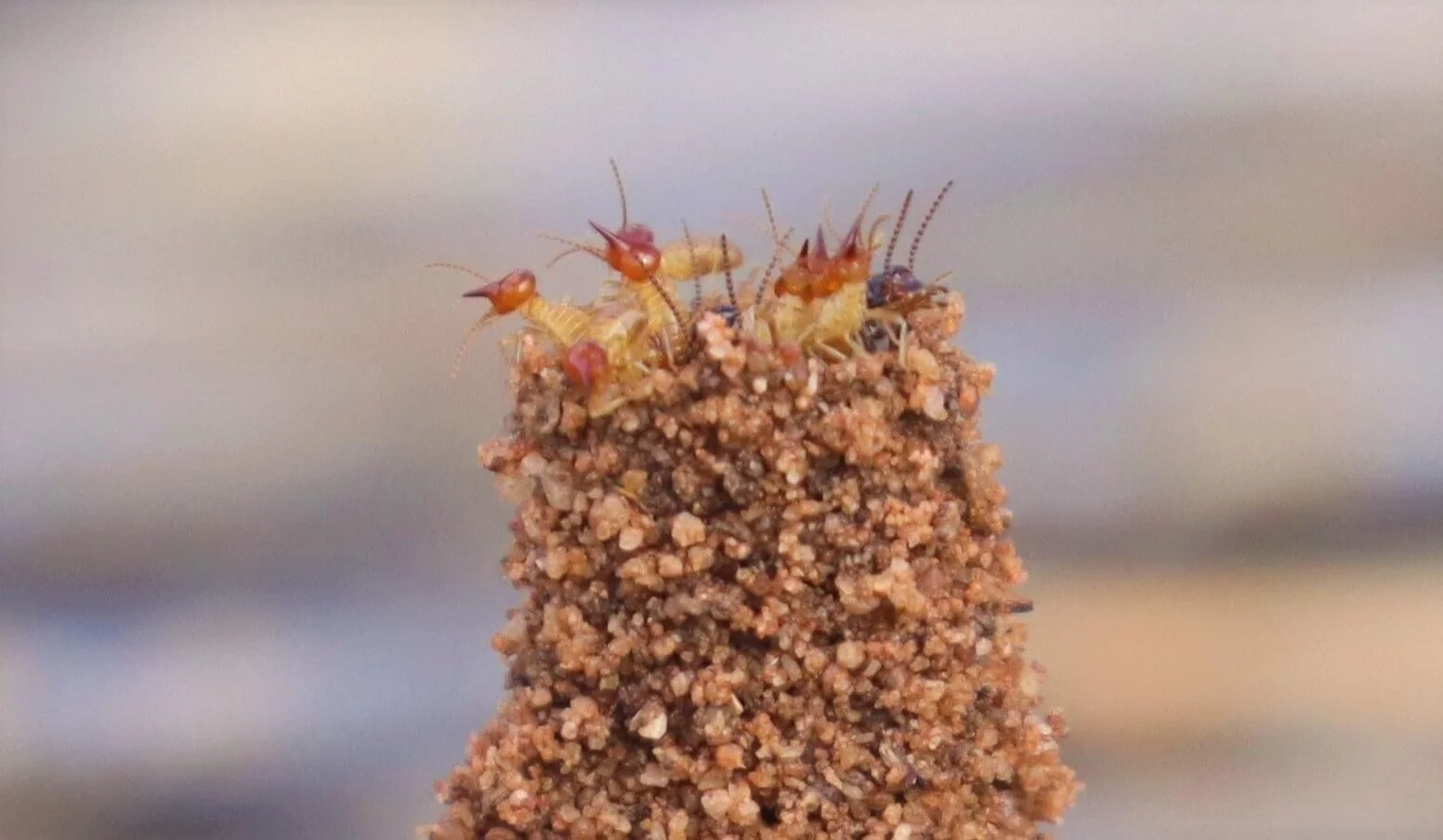 Summer rainfall and termites — Mallee Conservation