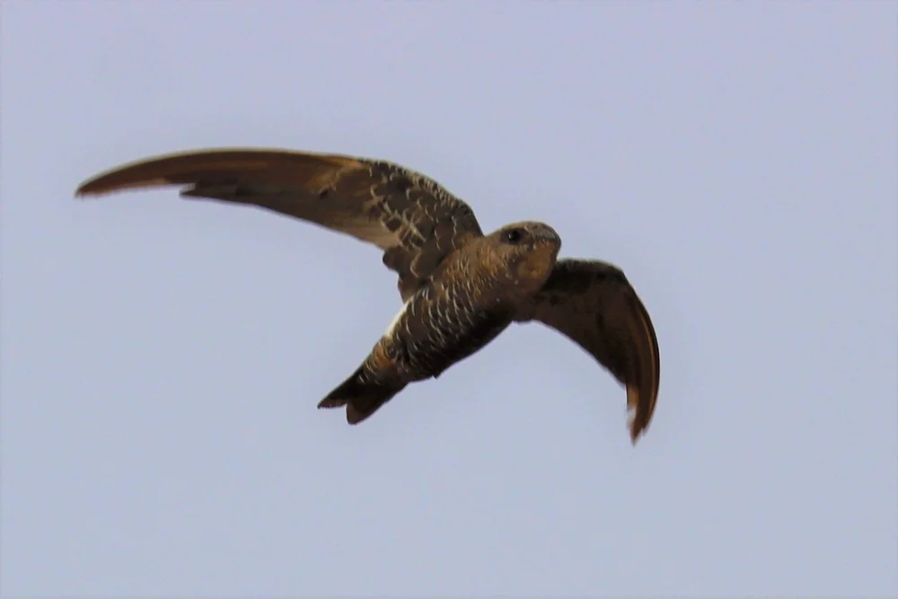Pacific Swifts — Mallee Conservation