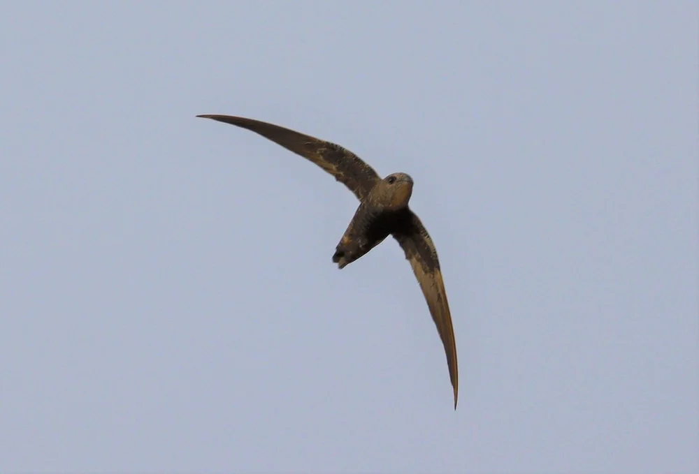 Pacific Swifts — Mallee Conservation