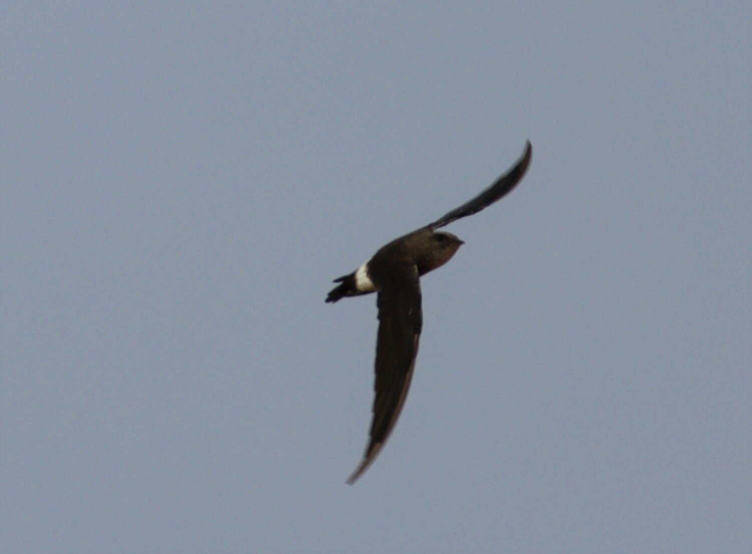Pacific Swifts — Mallee Conservation