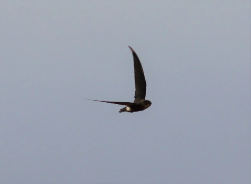 Pacific Swifts — Mallee Conservation