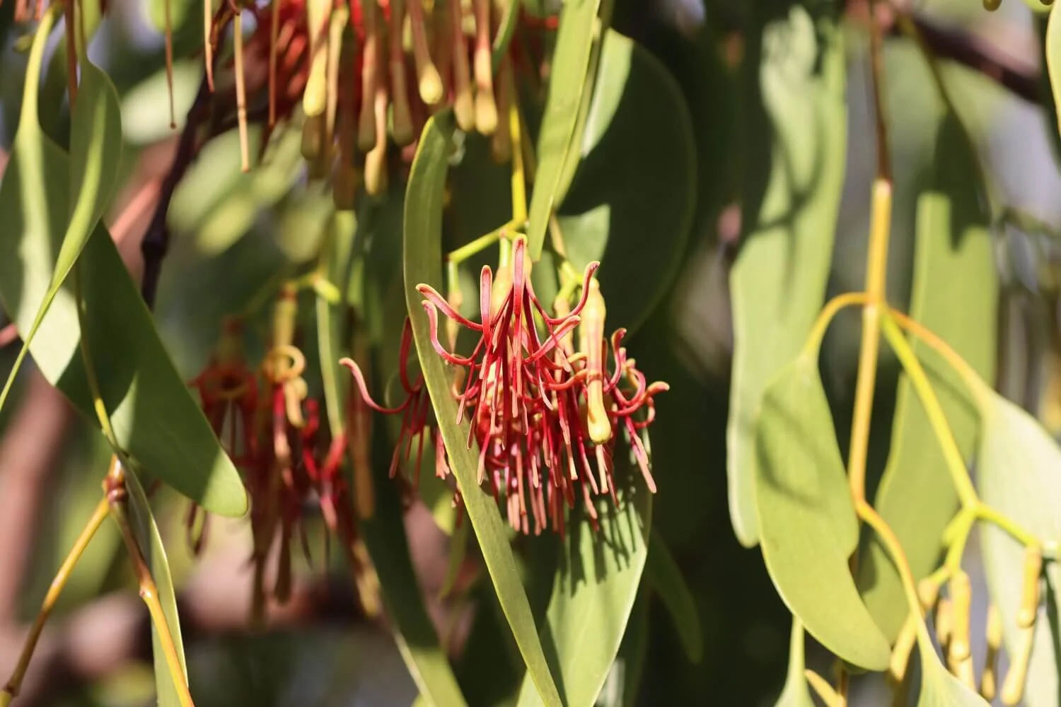February — Mallee Conservation