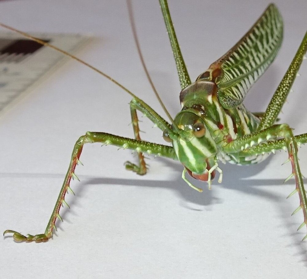 The Spotted Predatory Katydid — Mallee Conservation