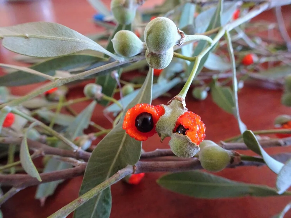 Cattlebush and Red-eyes Bugs — Mallee Conservation
