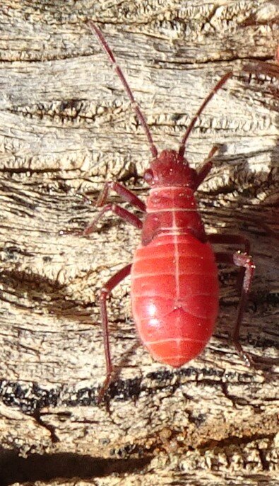 Leptocoris mitellatus red eyed bug 2021-08 (1).JPG