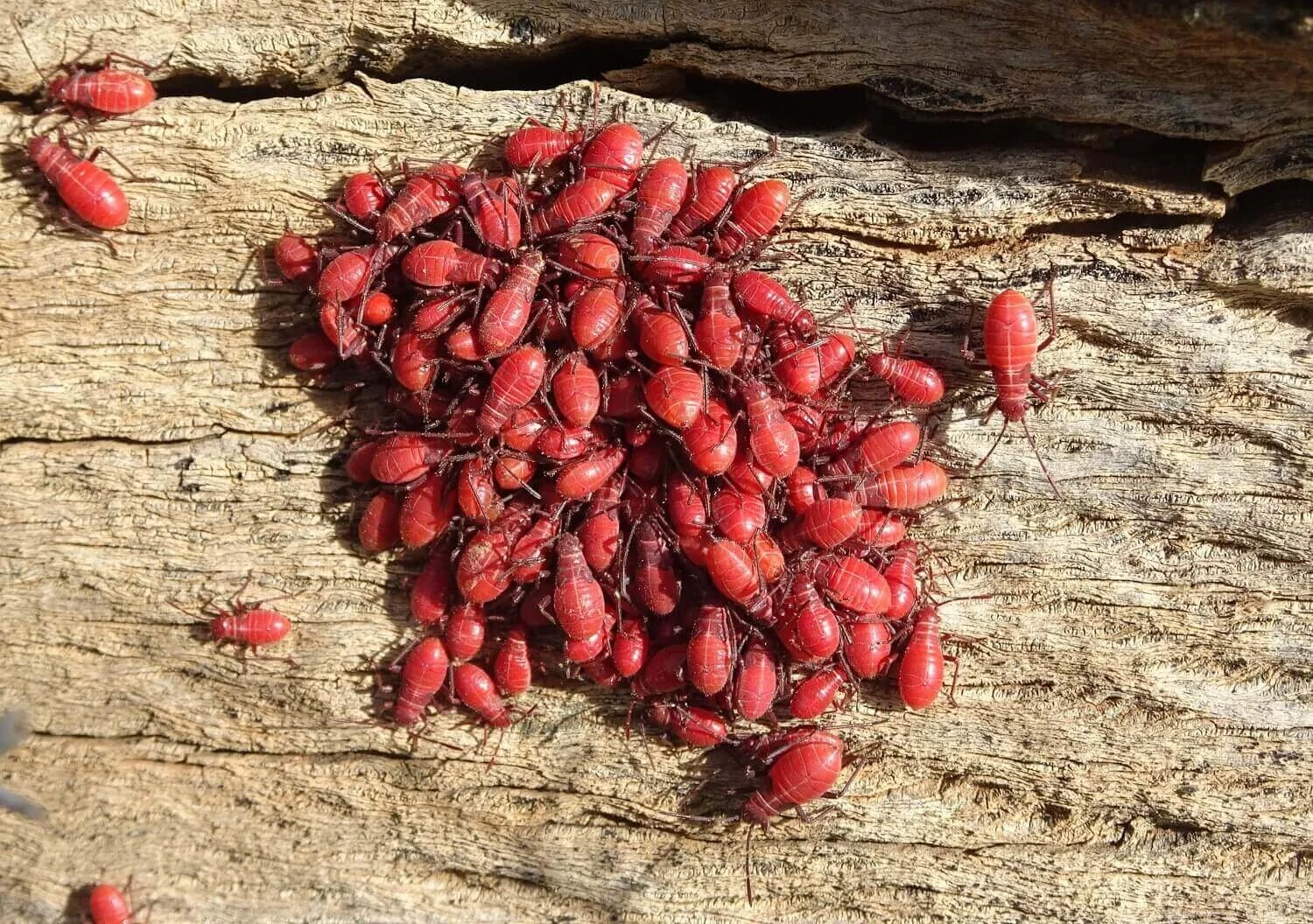Cattlebush and Red-eyes Bugs — Mallee Conservation