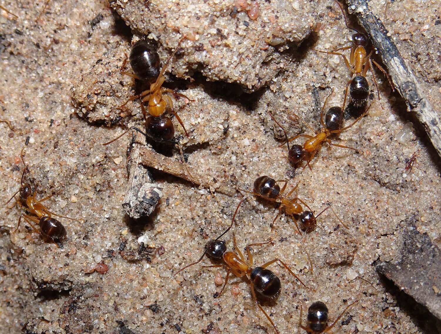 Camponotus 2021-05 (4).jpg