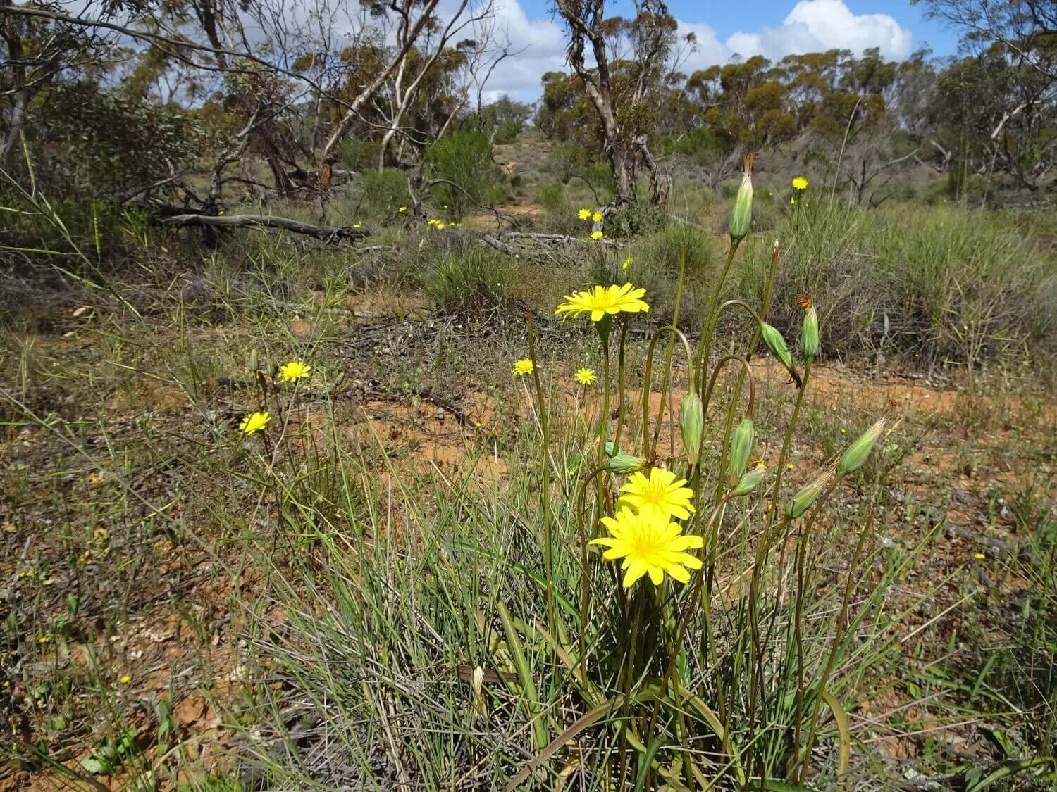 Murnong the Yam Daisy — Mallee Conservation