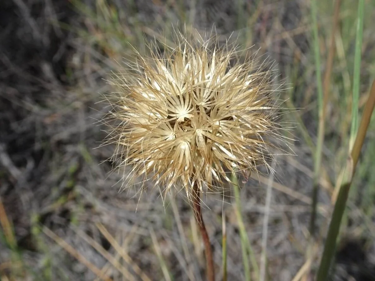 Murnong - the Yam Daisy — Mallee Conservation