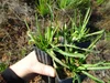Murnong - the Yam Daisy — Mallee Conservation