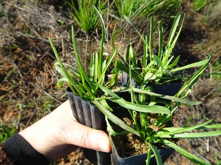 Murnong - the Yam Daisy — Mallee Conservation