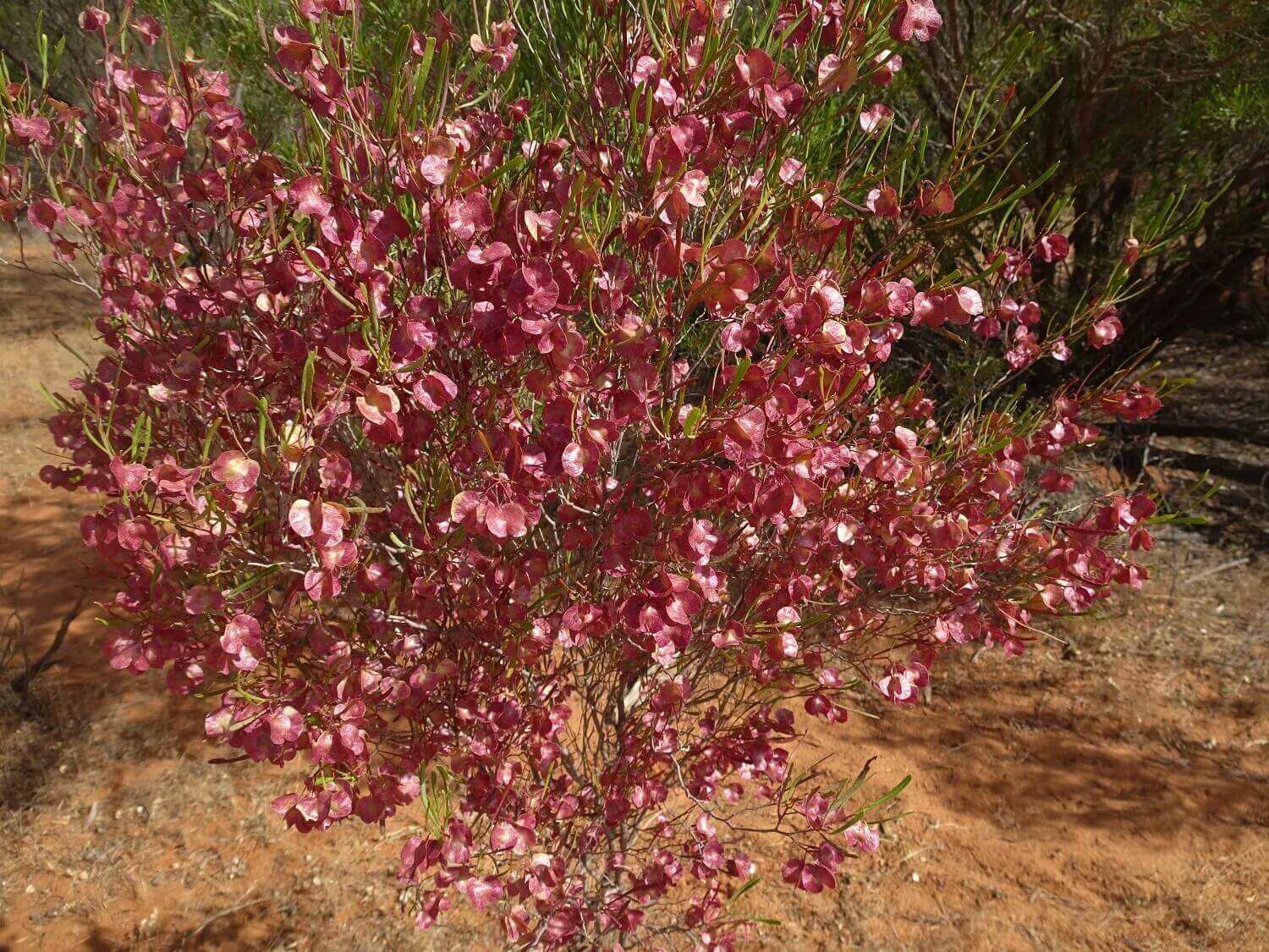 Dodonaea viscosa subsp. angustissima 2020-12 (1).jpg