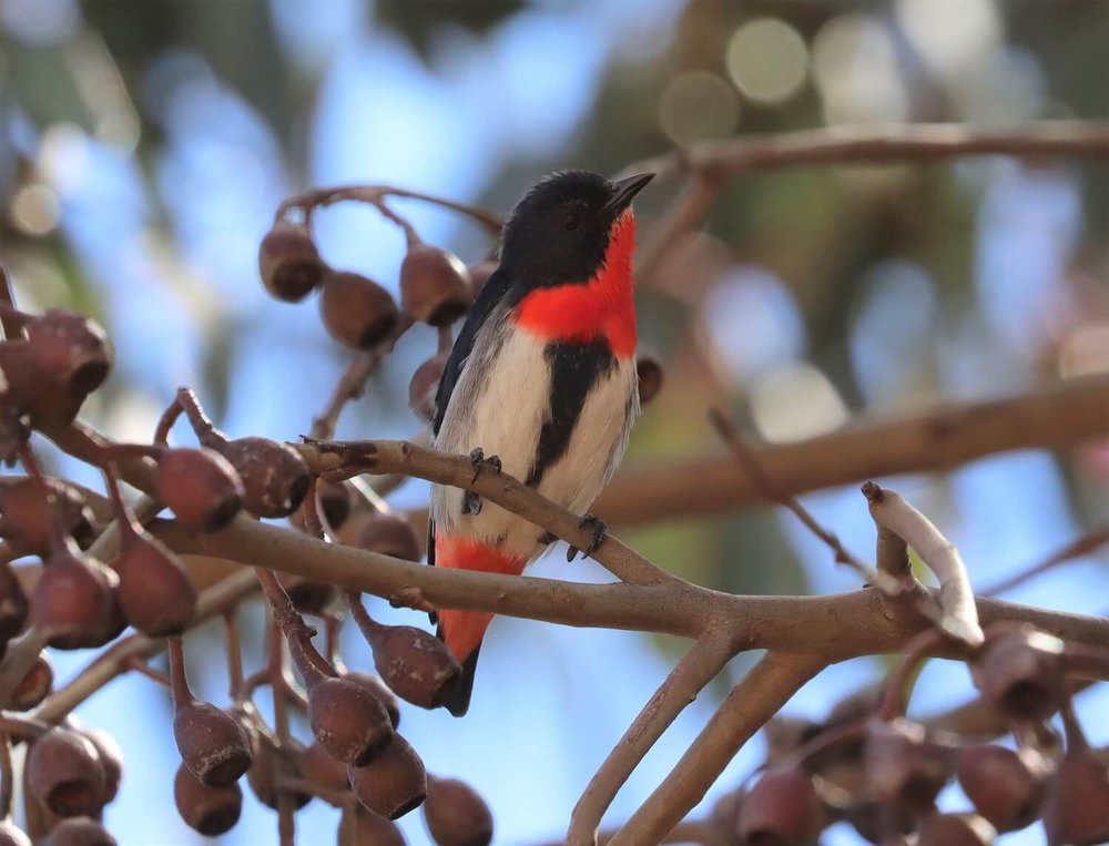 Mistletoebird 2021-09 (1).jpg