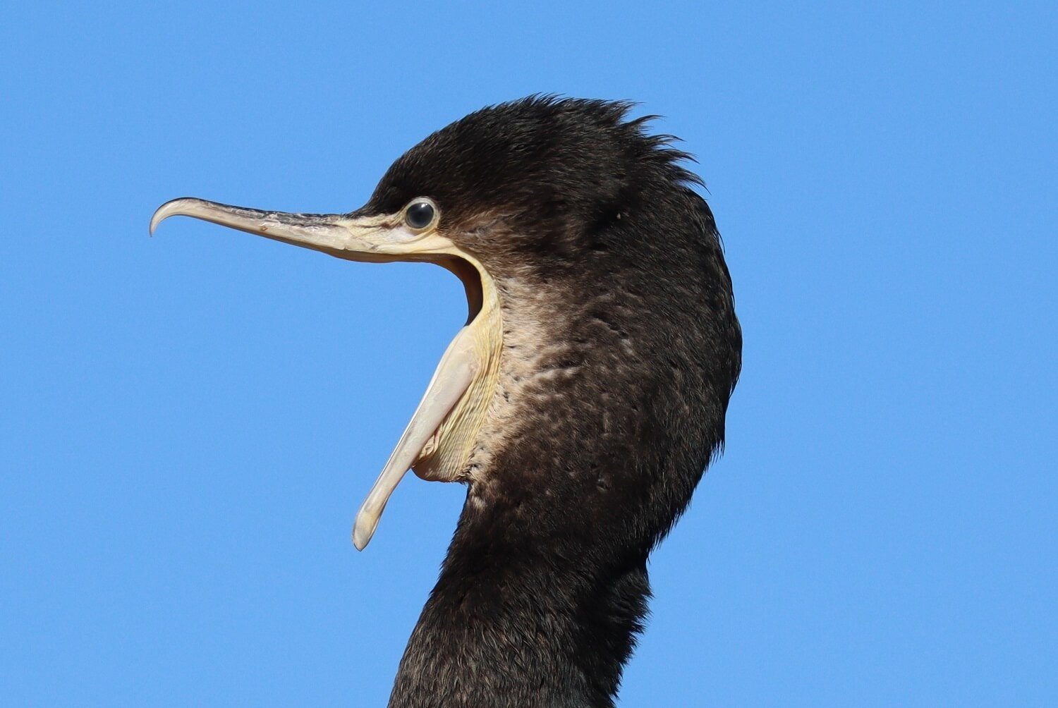 Great cormorant 2021-07 (3).jpg