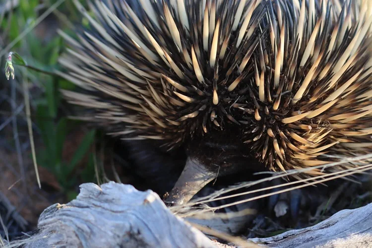 Short-beaked echidna foraging at Raakajilm