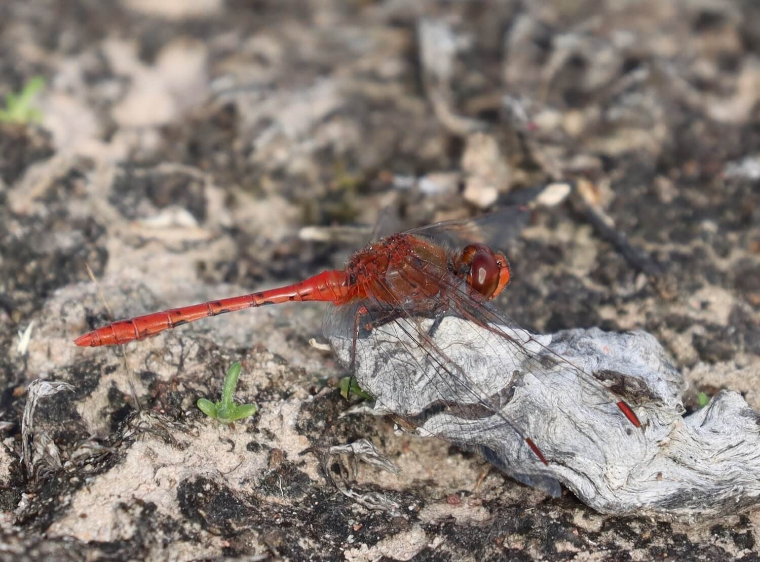 Dragonflies, Damselflies and carnivorous Mudeyes — Mallee Conservation