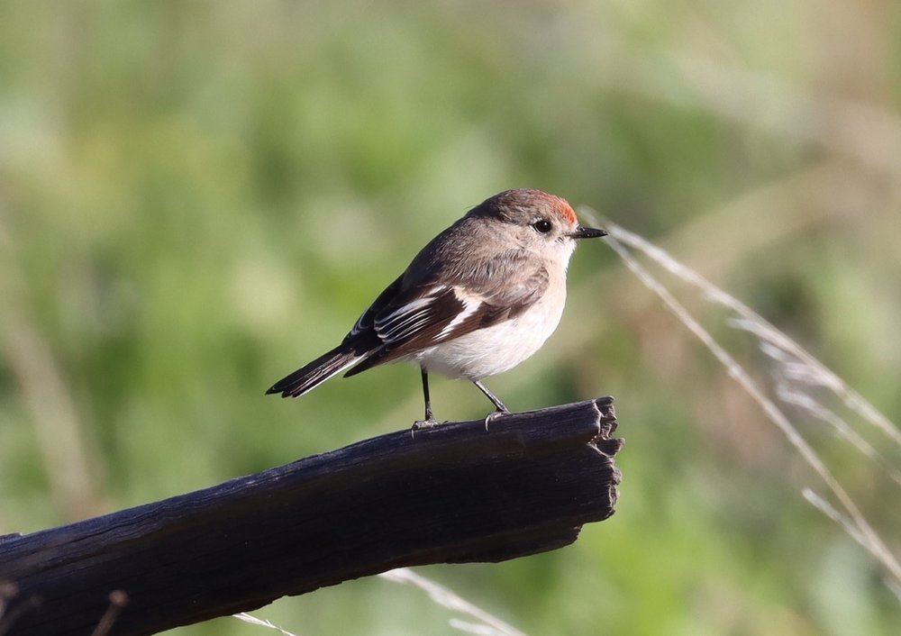 Red capped Robin female 2021-08.JPG