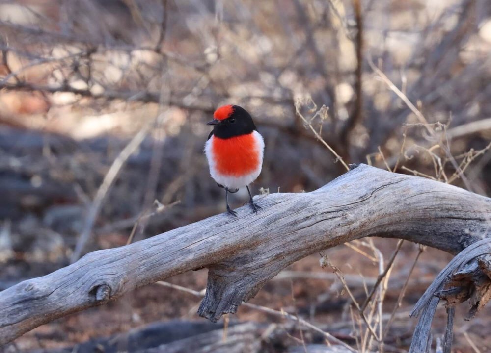 Red capped Robin Mallanbool 2021-05 (5).jpg