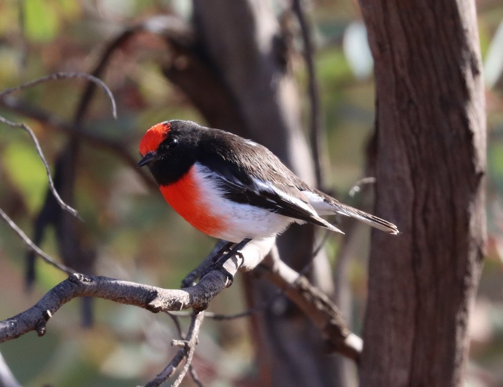 Red capped Robin Mallanbool 2021-05 (6).JPG