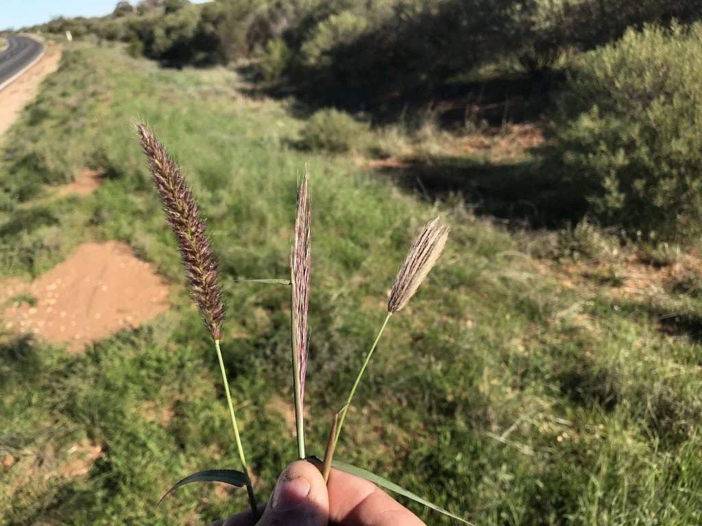 Identifying Buffel Grass — Mallee Conservation