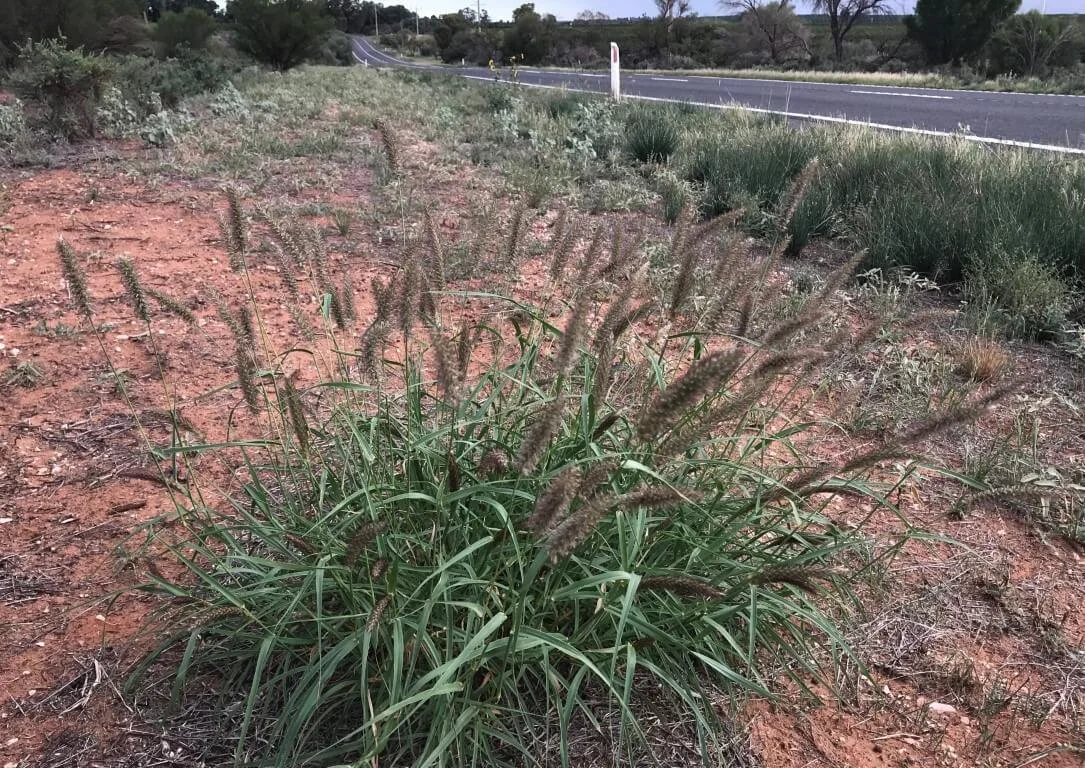 Buffel Grass Invasive Identifying Buffel Grass — Mallee Conservation