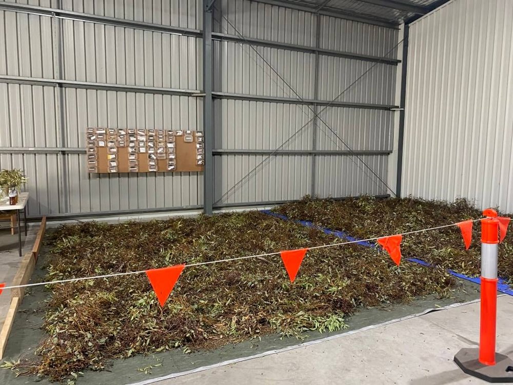 Drying seed collected from Mallee eucalypts