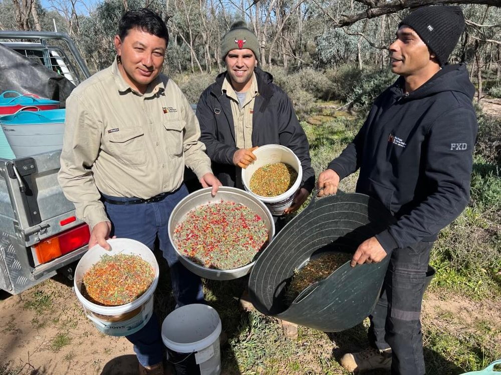 Zamin, Greg and Carl collecting saltbush seed