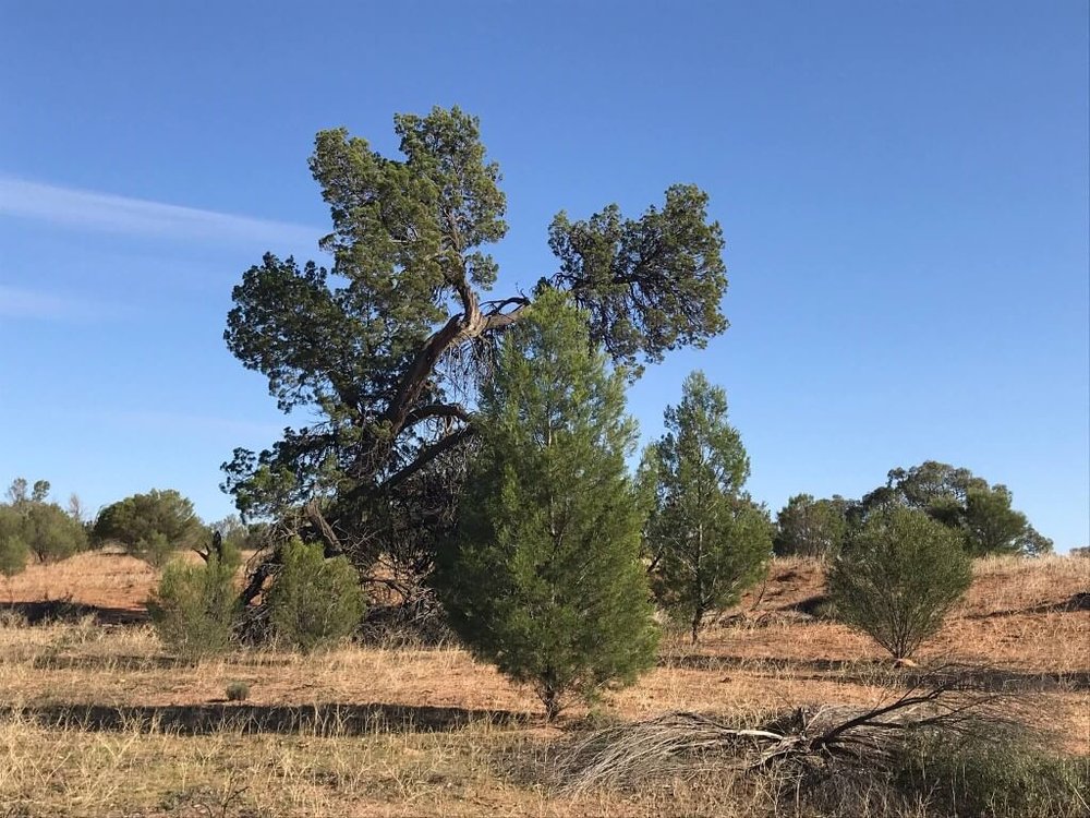 Native Pine (Callitris gracilis)