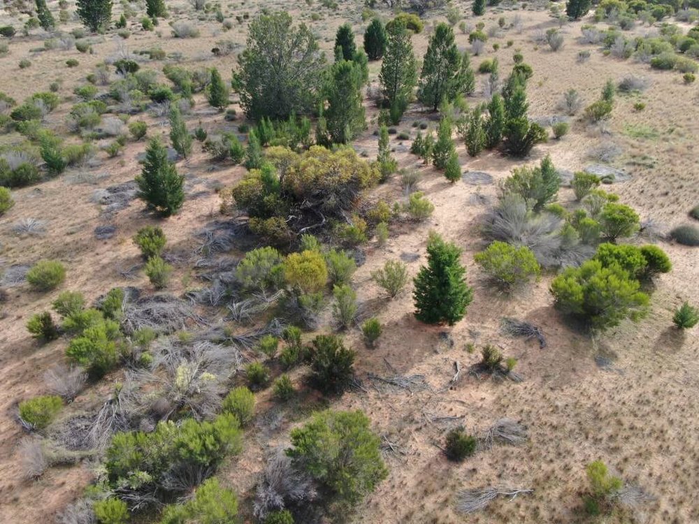 Pine woodland regenerating