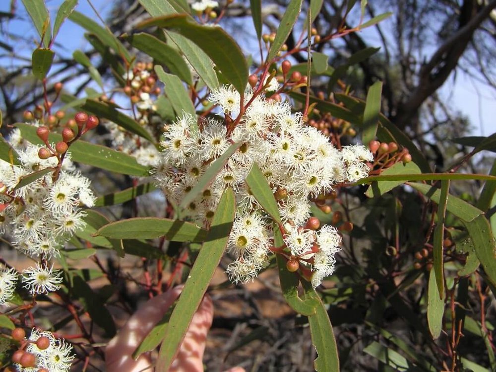 Mallee eucalypts