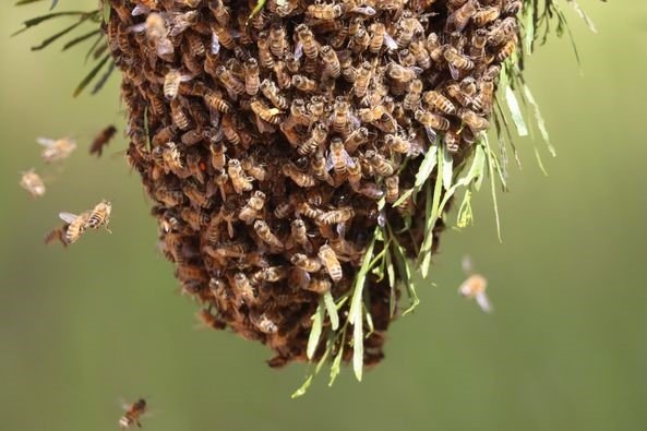 bees 1.jpg