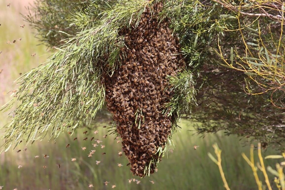 bees 2.jpg