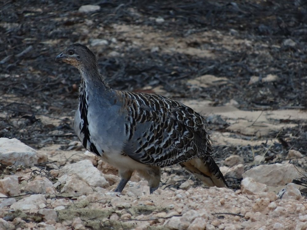 malleefowl 1.jpg