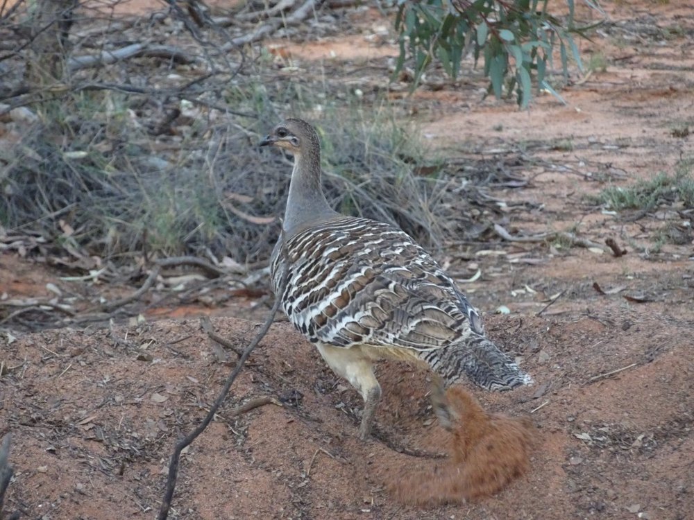 malleefowl 2.jpg