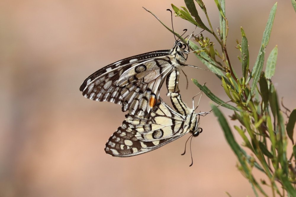Chequered swallowtail mating 1.jpg