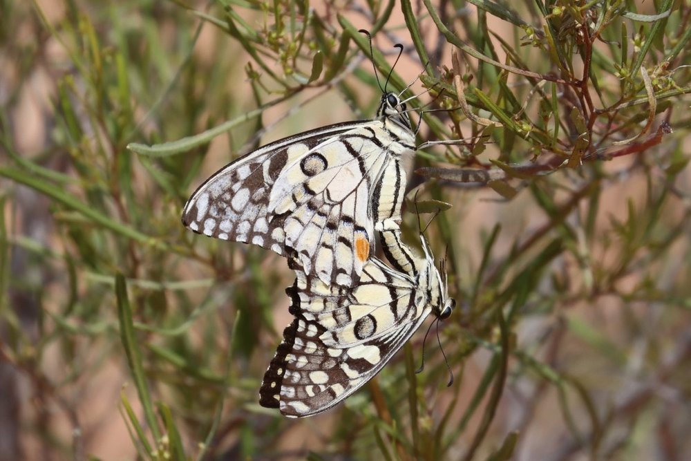 Chequered swallowtail mating 2.jpg