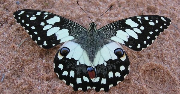 Chequered swallowtail.jpg