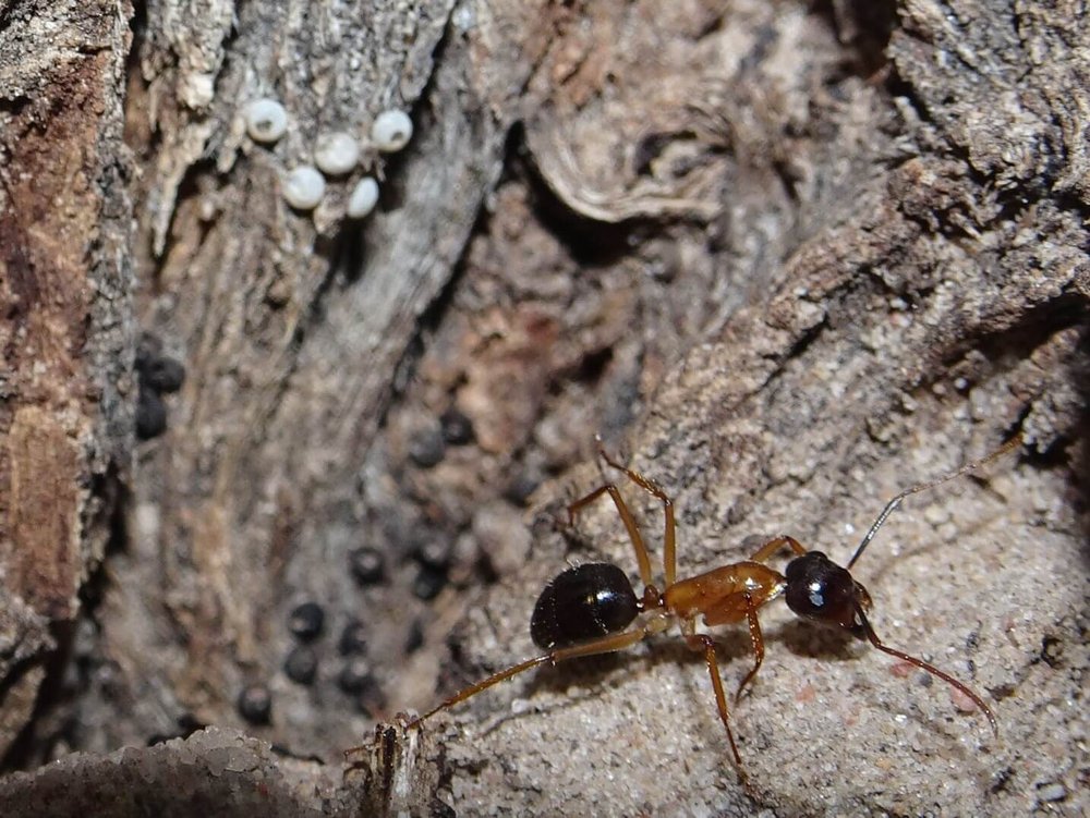Ogyris eggs Camponotus 2021-05 (1).jpg