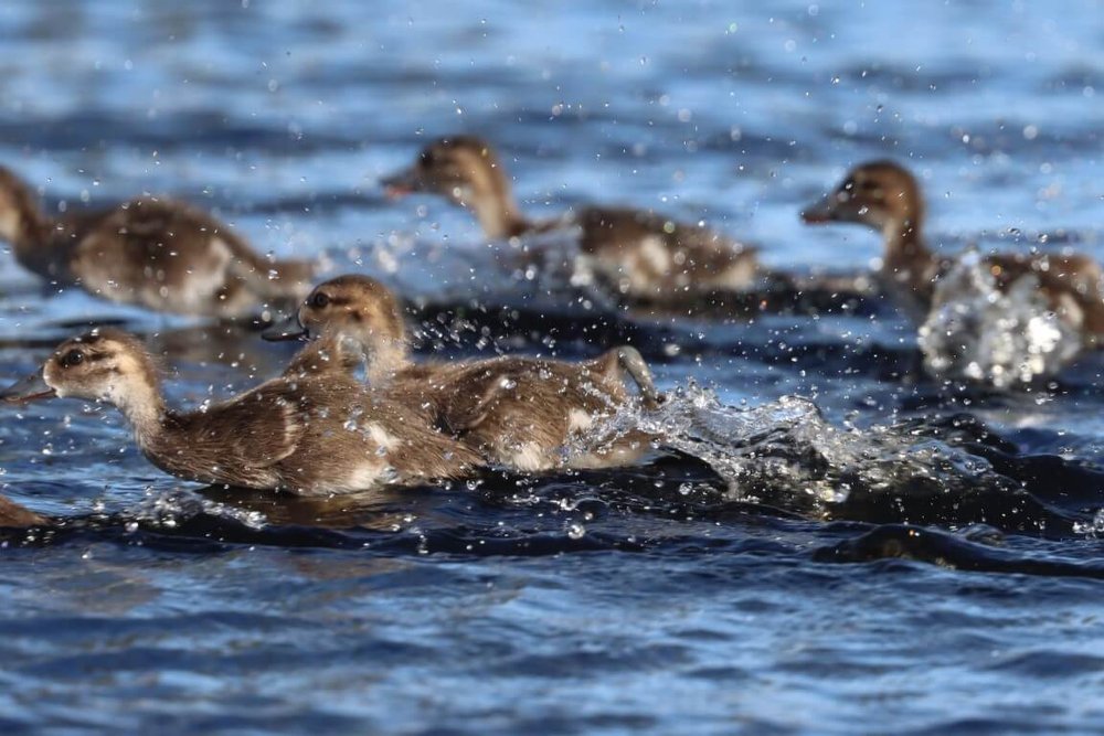 Grey teal ducklings 2022-12 (8).jpg