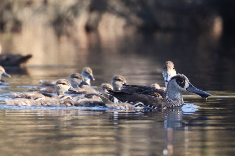 Grey Teal and Pink-eared ducklings in a mixed brood