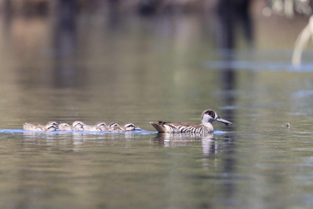 Pink-eared ducklings sit low in the water