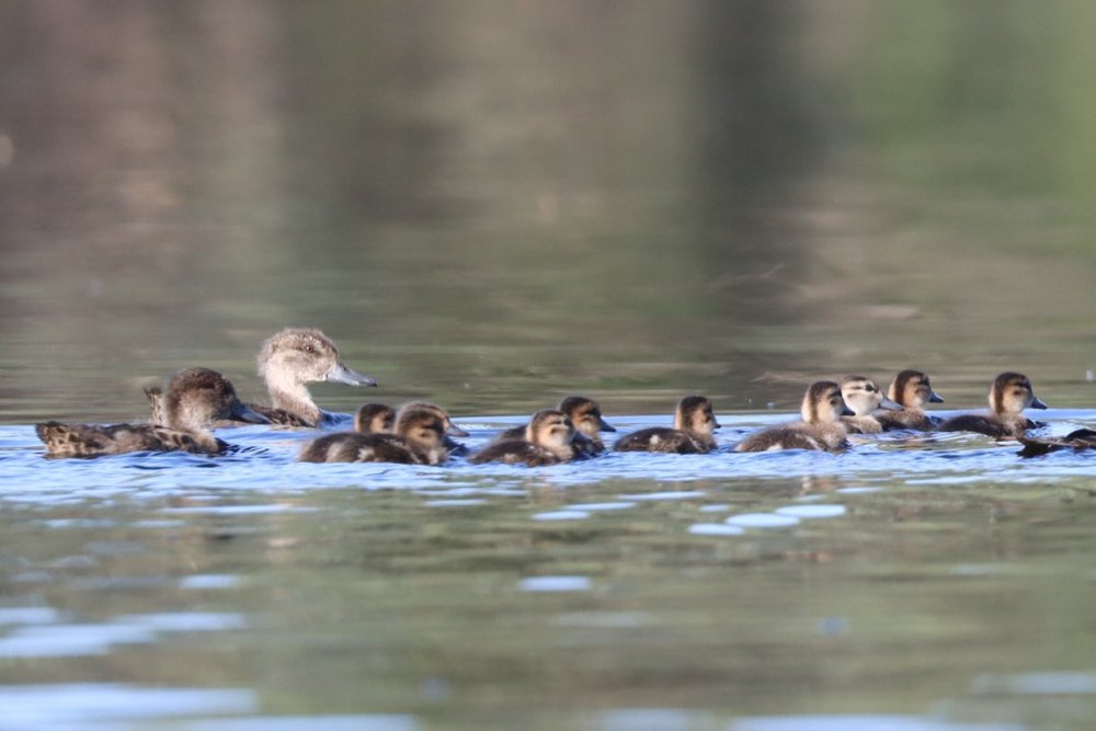 Mixed age Grey Teal ducklings